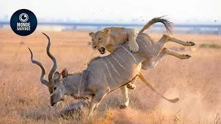 Miniature : 15 Images Choquantes D'attaques De Lions Filmées Par Une Caméra | Animaux Sauvages