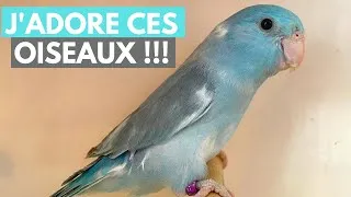 Miniature : DES NOUVEAUX OISEAUX DANS DES NOUVELLES INSTALLATIONS !!!