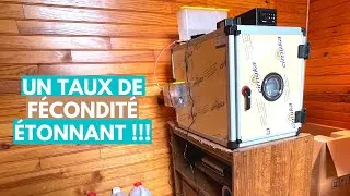 Miniature : JE METS MES OEUFS DE CAILLES EN COUVEUSE !!!