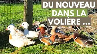 Miniature : PREMIÈRE SORTIE DES CANARDS D'ORNEMENT DANS LEUR NOUVEAU PARC !!!