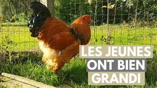 Miniature : DES CHANGEMENTS DANS L' ÉLEVAGE !!! (mon retour)
