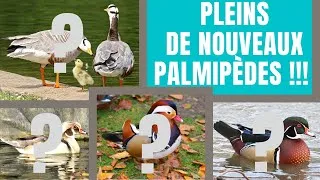 Miniature : DES SUPERBES ANIMAUX REJOIGNENT L'ÉLEVAGE !!!