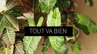 Miniature : CHECK PLANTES : LES NOUVELLES FEUILLES + CONCOURS @oumouribeatsrecords  X MON GANG VERT