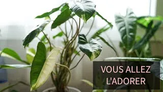 Miniature : PHILODENDRON BURLE MARX VARIEGATA : CONSEIL, ENTRETIEN, UPDATE