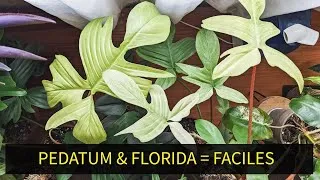 Miniature : PHILODENDRON PEDATUM, FLORIDA GREEN & FLORIDA GHOST : DIFFERENCES, CONSEIL ENTRETIEN, MON AVIS