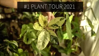 Miniature : #1 PLANT TOUR 2021 |  COLLECTION PLANTE PARTIE 1