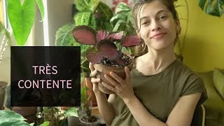 Miniature : #13 VLOG | LES JOIES DU JARDINAGE  BULBILLE D'ALOCASIA + TRADESCANTIA + COLOCASIA + PHILODENDRON