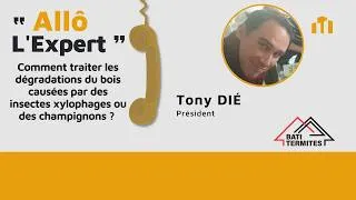 Miniature : Traitement du bois : comment agir face aux termites, xylophages et champignons ?