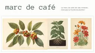 Miniature : Le Marc de Café Fait des Miracles… Mais Pas sur Toutes les Plantes !
