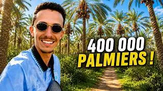Miniature : SEUL dans la plus GRANDE palmeraie de Tunisie 🇹🇳