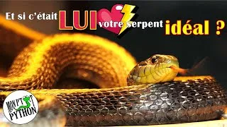 Miniature : Je vous présente votre futur CRUSH reptile ! (Thamnophis atratus atratus)