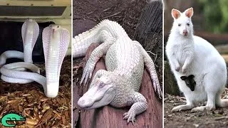 Miniature : Les 8 Plus Beaux Animaux Blancs Du Monde