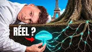 Miniature : Le secret que les forêts gardent depuis 400 millions d'années