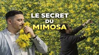 Miniature : LE SECRET DU MIMOSA 🌼 | Immersion au cœur du Tanneron