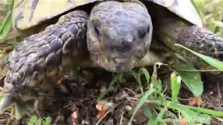 Miniature : Anatomy of a tortoise