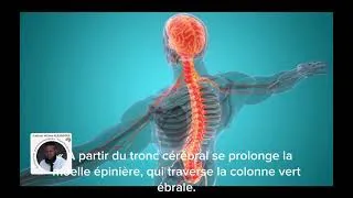 Miniature : Mieux comprendre son cerveau pour mieux se comprendre: Cabinet Willem ALEXANDER Psychanalyste.