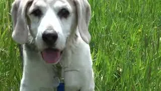 Miniature : Mort du vieux Chien Argos