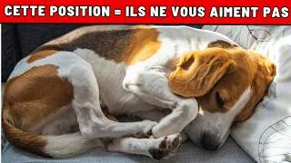 Miniature : FAITES ATTENTION si votre chien dort dans ces positions près de vous !