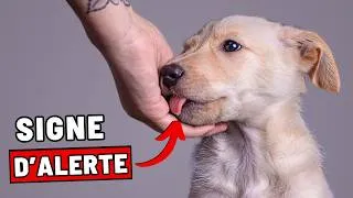 Miniature : 7 signes que votre chien ne vous apprécie pas