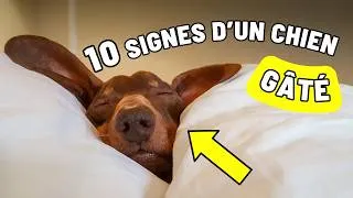 Miniature : Votre chien est-il trop gâté ? 10 signes