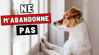 Miniature : Ne faites JAMAIS ça quand vous laissez votre chien seul