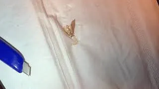 Miniature : Dissection d’un moustique