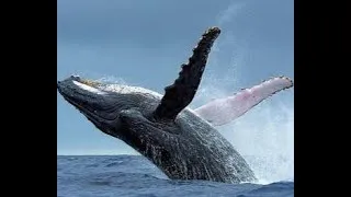 Miniature : Le Plus gros animal au Monde