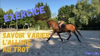 Miniature : Exercice de dressage 👉  La variation de l'allure au trot