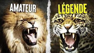 Miniature : Voici les FÉLINS Les Plus 💥 Puissants Au Monde
