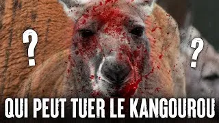 Miniature : 5 Animaux Qui Pourraient Vaincre Un KANGOUROU