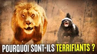 Miniature : Pourquoi Le Ratel Ne Craint Pas Les Lions ?