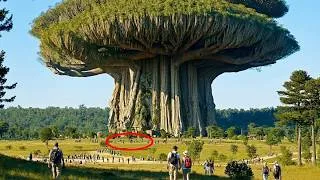 Miniature : Les Scientifiques Ont Trouvé L'Arbre Le Plus Grand Sur Terre — Ses Dimensions Vont Te CHOQUER