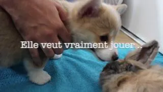 Miniature : VLOG #1 - On va ENFIN chercher notre chien ! Welsh Corgi Pembroke ♚
