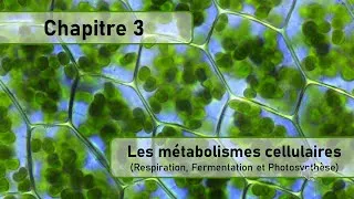 Miniature : 2ndes - Chapitre 3 - Les métabolismes cellulaires.