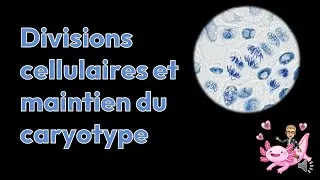 Miniature : Divisions cellulaire et maintien du caryotype
