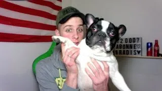 Miniature : LE JEUDI MALIN ELIOT MON BOULEDOGUE FRANÇAIS ! IL A GRANDI NON ?