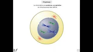 Miniature : Cycle cellulaire 2