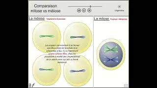 Miniature : Comparaison mitose méiose