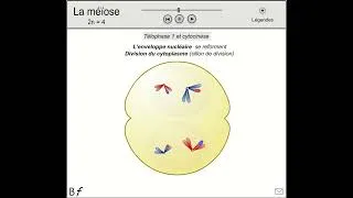 Miniature : Méiose