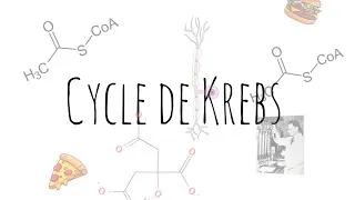 Miniature : C'est quoi le cycle de Krebs? | les étapes du cycle de Krebs (c'est facile !!!)