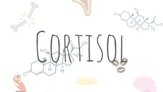 Miniature : Endocrinologie | C'est quoi le cortisol ? (cortisol et axe corticotrope)