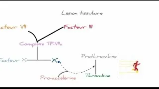 Miniature : Hémostase : voie intrinsèque et voie extrinsèque 