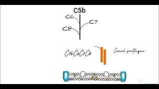 Miniature : Système du complément : la voie Commune (complexe d'attaque membranaire) #immunologie #médecine