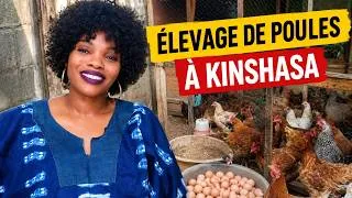 Miniature : Le business des poules en RDC est rentable, mais voici mon problème