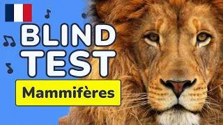 Miniature : BLIND TEST ANIMAUX (MAMMIFÈRES) | 50 EXTRAITS