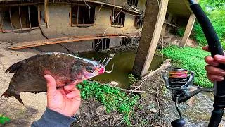 Miniature : Pêcher le MONSTRE de la rivière avec un Vif Géant ! (record)