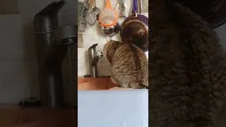 Miniature : 🔴 MURIEL BODSON A TAISSY COMMENT NOTRE CHAT PEPITE BOIS A LA MAISON 07 11 2023