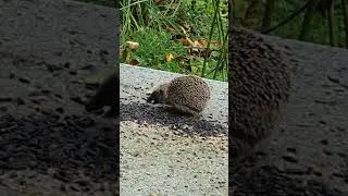 Miniature : 🔴 MURIEL BODSON HERISSON AFFAMé VIENT MANGER SUR LA TERRASSE A MIDI 07 11 2023