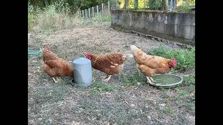 Miniature : Les poules prennent des bains de fraîcheur.