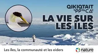 Miniature : Qikiqtait : la vie inuit à Sanikiluaq